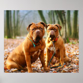 Poster Mastiff (Devant)