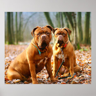 Poster Mastiff