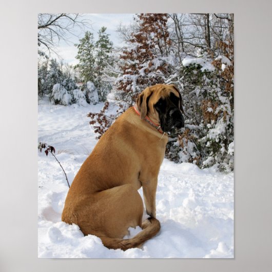 Poster Mastiff anglais en hiver Wonderland (Devant)