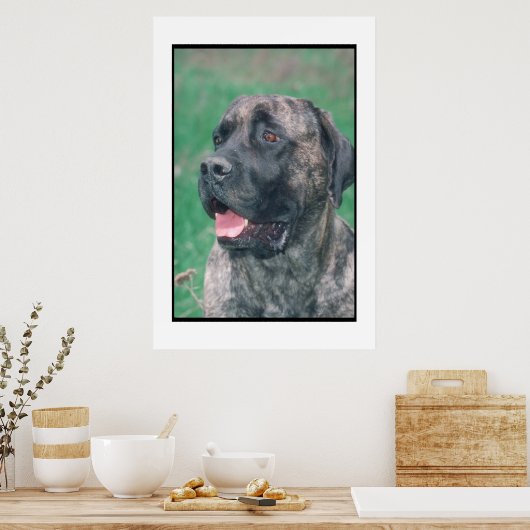 Poster Mastiff Brindle (Cuisine)