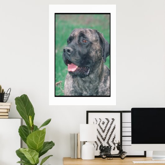 Poster Mastiff Brindle (Bureau à domicile)