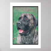 Poster Mastiff Brindle (Devant)