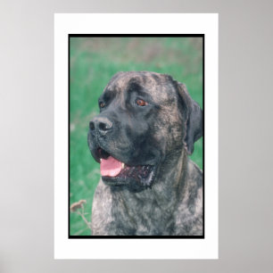 Poster Mastiff Brindle