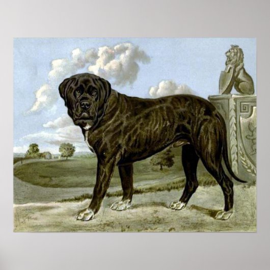 Poster Mastiff en anglais noir (Devant)
