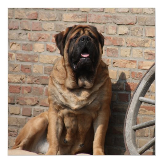 Poster Mastiff Meilleurs amis de la fête des pères  (Devant)