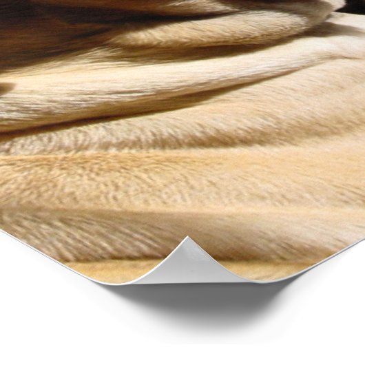 Poster Mastiff Pair (Coin)