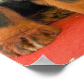 Poster Mastiff Tibétain Noir (Coin)