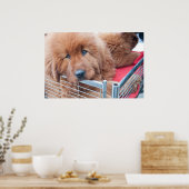 Poster Mastiff tibétain rouge (Cuisine)