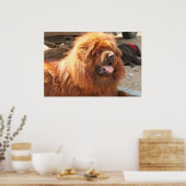 Poster Mastiff tibétain rouge (Cuisine)
