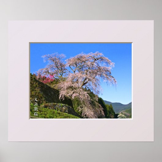 Poster Matabei-Zakura Cerisier Pleureur (Devant)