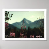 Poster Matanuska Peak et Fireweed #01, (C) Jack Taylo... (Devant)
