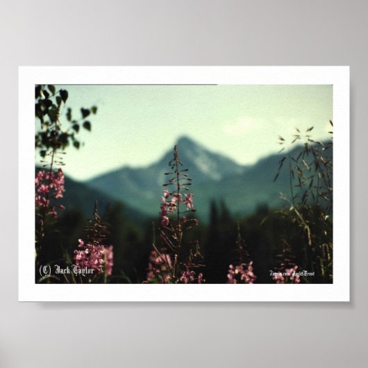 Poster Matanuska Peak et Fireweed #01, (C) Jack Taylo... (Devant)