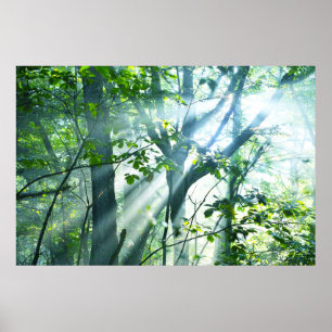 Poster Matin dans la forêt