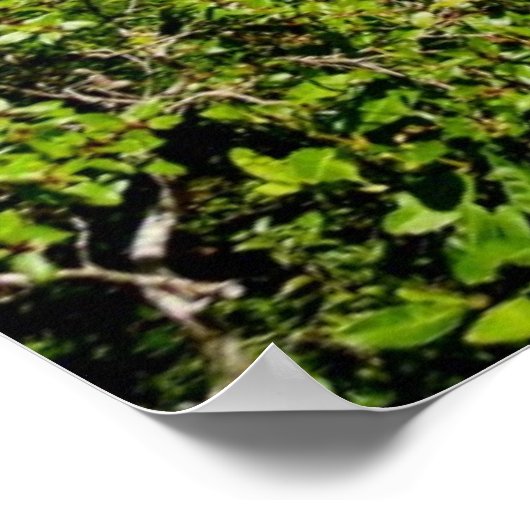 Poster Matin de Manoa Valley (Coin)