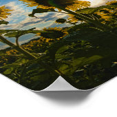 Poster Matin de tournesol (Coin)