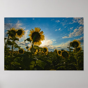 Poster Matin de tournesol