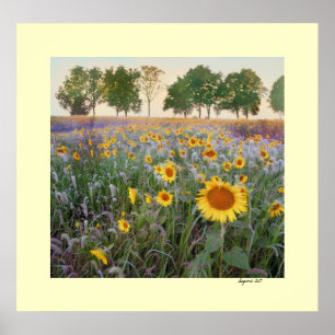 Poster Matin d'été