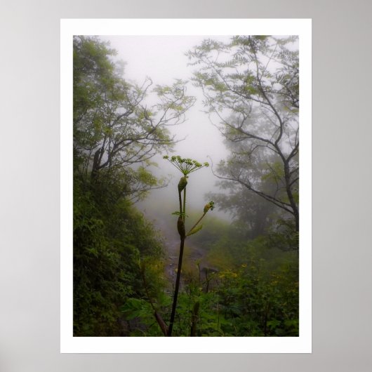 Poster Matin mystique sur le sentier des Appalaches (Devant)