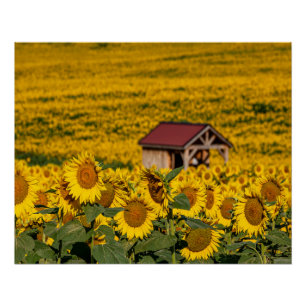 Poster Matin Tournesol