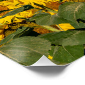 Poster Matin Tournesol (Coin)