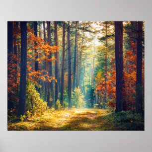 Poster Matin Vive En Forêt Colorée Avec Rayons Solaires