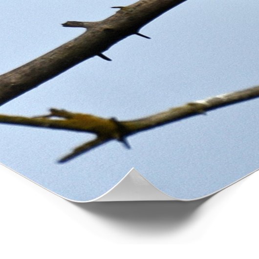 Poster (Matte) 12x16 avec aigle (Coin)