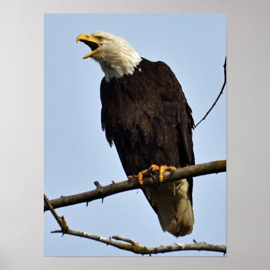 Poster (Matte) 12x16 avec aigle (Devant)