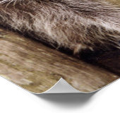 Poster Matte du raton laveur (Coin)