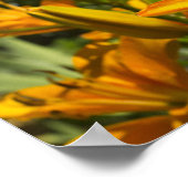 Poster Matthieu 6:28-29 (Coin)