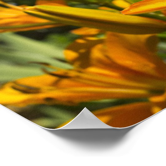 Poster Matthieu 6:28-29 (Coin)