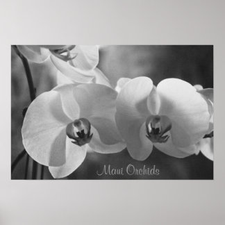 Poster Maui Orchidées