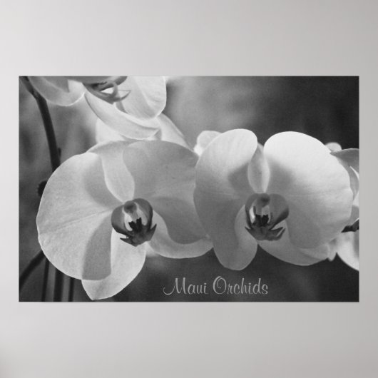Poster Maui Orchidées (Devant)