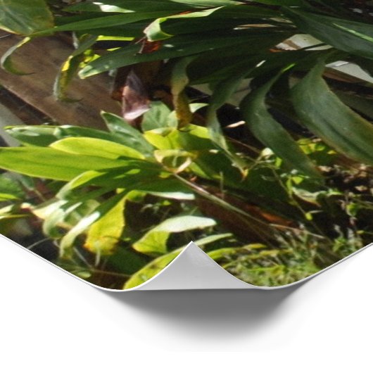 Poster Maui Planche de surf (Coin)