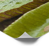 Poster Maurice, Pamplemousses, SSR Botanique (Coin)