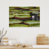 Poster Maurice, Pamplemousses, SSR Botanique (Cuisine)