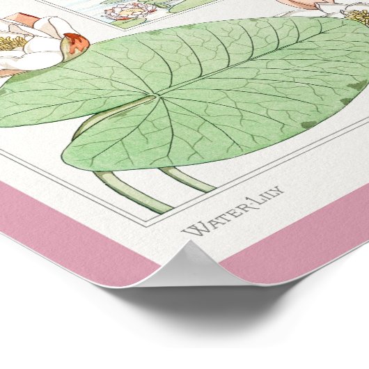 Poster Maurice Pillard Verneuil Illustrations botaniques  (Coin)