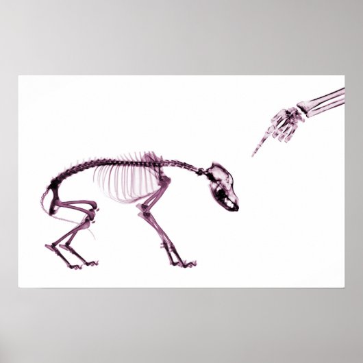Poster Mauvais Chien Xray Squelette blanc rose (Devant)