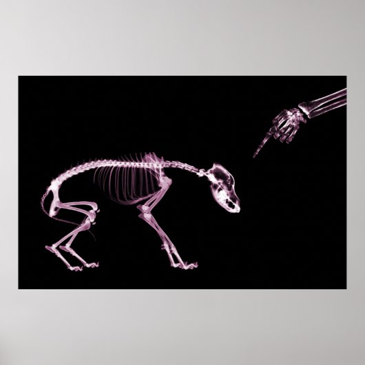 Poster Mauvais Chien Xray Squelette noir rose (Devant)