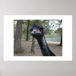 Poster Mauvaise journée des cheveux