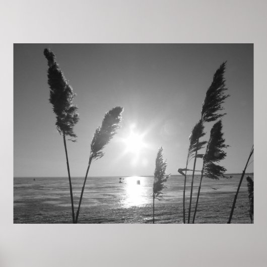 Poster Mauvaises herbes noires et blanches (Devant)