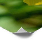 Poster Maximilian Sunflower  (Coin)