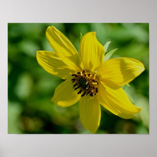 Poster Maximilian Sunflower  (Devant)