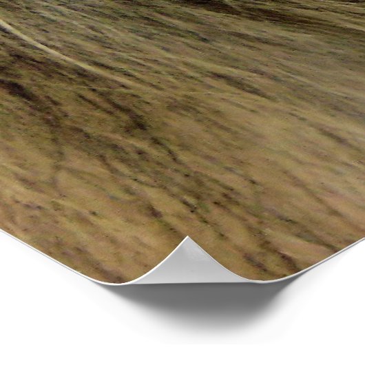 Poster Maximus (Coin)