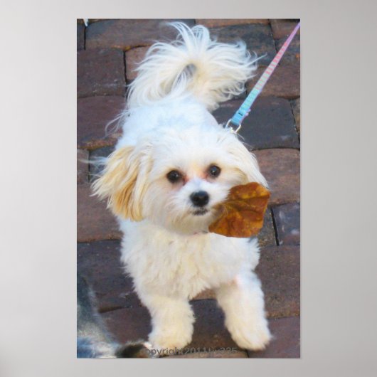 Poster Maya avec imprimé feuille (Devant)