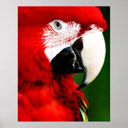 Poster Mc Caw (Devant)