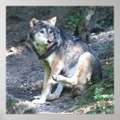 Poster McAfee Wolf (Devant)