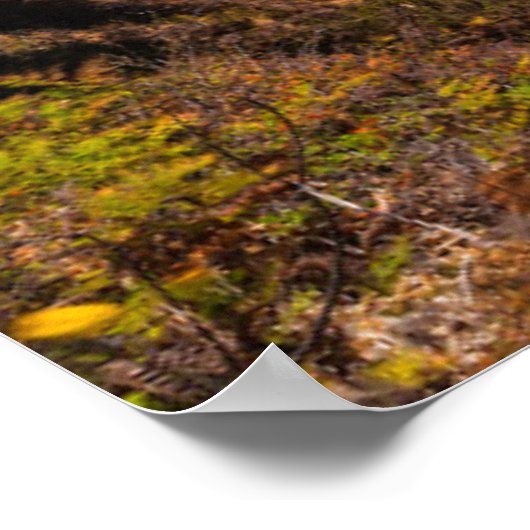 Poster Mcway Falls in Julia Pfeiffer Burns State Park (Coin)