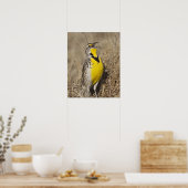 Poster Meadowlark occidental (Strunella négligecta) (Cuisine)