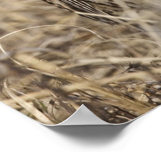 Poster Meadowlark occidental (Strunella négligecta) (Coin)