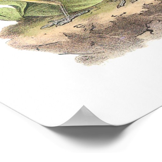 Poster Meadowlark oriental par Audubon (Coin)